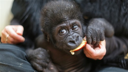 Zoo to expand Gorilla World exhibit