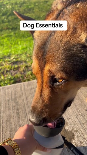Dog Essentials: Must-Have Items for Your Furry Friend | TikTok