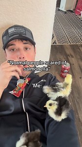 This is enough internet for me today! 😂😂 #opps #true #babies #chicks #backyardchickens #silkies #jokes #trends #trending #followersreelsfypsviral | SilkiesPlus