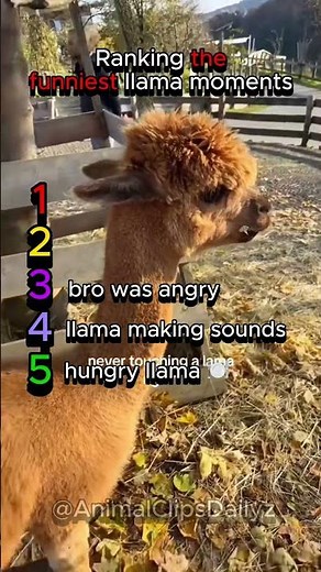 Ranking the funniest llama moments