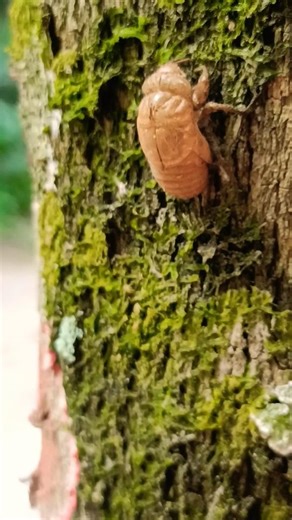 Cell ??? #humor #meme #dragonball #shortvideo