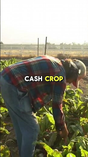 Inside The Secret Cannabis Kingdom of Northern California