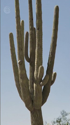 The Cactus Hotel and its animal guests 🌵