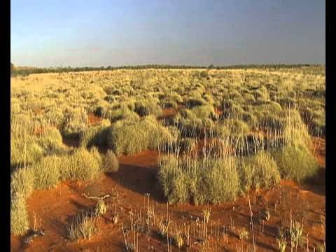 Different Environments- Tundra, Grasslands , Wetlands