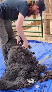 31 reactions · 6 comments | Our 14 sheep got sheared this past...