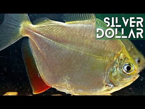 Silver Dollar Fish Care Guide – Everything You Need to Know! (Metynnis argenteus)