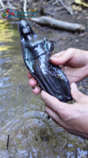 treasure from the river | Treasure Hunter Gold