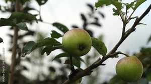 apples (Malus domestica) in the garden are still unripe and green