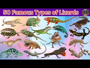 50 Famous Types of Lizards Around the World | Amazing Lizard Species & Fun Facts for Kids