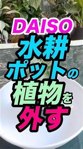 出すよ【水耕ポットの植物を外す】#ダイソー植物 #水耕 #ポット #ディフェンバキア #植え替え #やってみた #トリセツ #説明動画 #観葉植物 #観葉植物の育て方