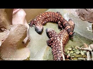 "Viperfish: The Deep Sea Monster You've Never Seen!"