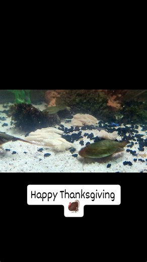 The triops and I want to wish you a happy thanksgiving 🦃. Fun fact: Triops love turkey. #triops #longicaudatus #cancriformis #turkey #thanksgiving #savage | Kimberly Camaro Melsom