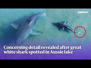 Great white shark spotted in Aussie lake sparks concern for surprising reason | Yahoo Australia