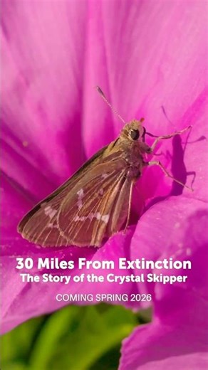 Subscribe so you don't miss the full documentary, Spring 2026 ￼#nature #butterfly #northcarolina