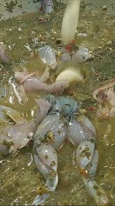 9.1K views · 90 reactions | Juicy frogs with unusual ingredientsfro | Saruon Primitive Cooking | Facebook