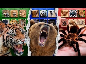 Survival Tier Lists: Ranking The Deadliest Creatures