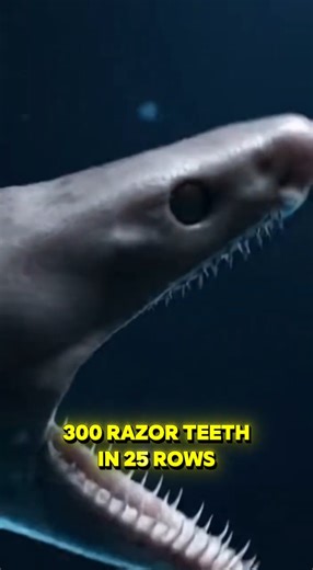 Living Fossil Shark with 300 Teeth! 😱🦈