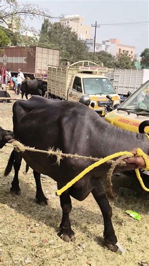 ఎర్రగడ్డ buffalow market