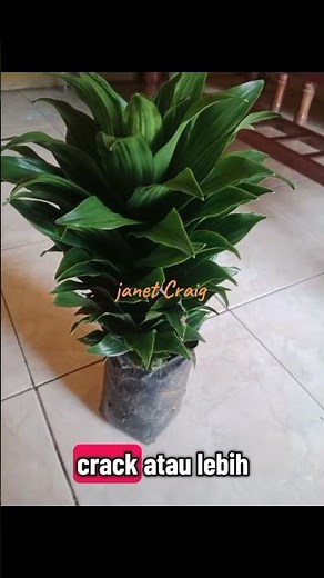 TANAMAN DI DALAM DAN DI LUAR RUANGAN PENYERAP RACUN UDARA