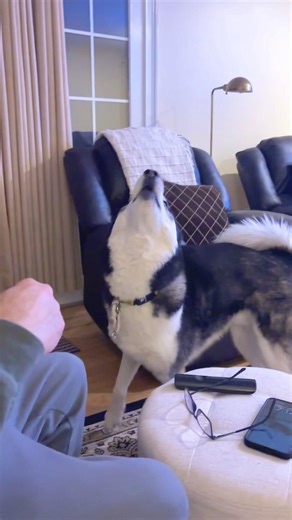 My Sassy Husky Talks Back With Attitude #huskydrama #dogtalk #funnydogs