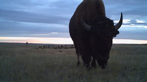 5.7K views · 130 reactions |  Our scientists are painting a picture of wildlife on the prairie with thousands of camera trap photos at American Prairie Reserve #WeSaveSpecies #Ecology #Prairie #Montana More ➡️https://s.si.edu/2TsvBOH | Smithsonian’s National Zoo and Conservation Biology Institute | Facebook