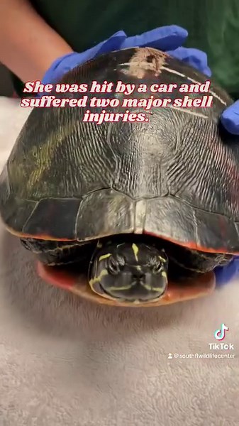 A Davie resident transported this this Red-bellied turtle (23-4422) after finding her in the middle of the road bleeding. Turtles are commonly seen crossing roadways this time of year as they move from one body of water to another in search of a mate and a place to nest. An intake exam revealed she had an older healed injury on the top of her shell, along with a fresh fracture extending along the right side of her shell. The wounds were flushed to remove debris and thoroughly cleaned. She was al