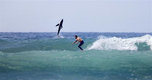 Photographer Catches Great White Shark Exploding Out of the Water