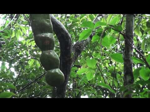 世界一大きな豆 モダマ（藻玉） - 奄美大島