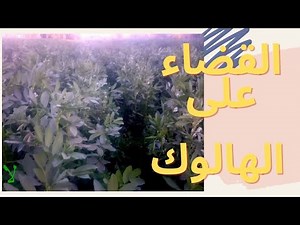 طرق مكافحه حشيشه الهالوك في نبات الفول البلدي المعاملات الزراعيه زراعه الفول طرق القضاء على الهالوك