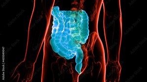 Human Digestive System Anatomy Large and Small Intestine Animation Concept