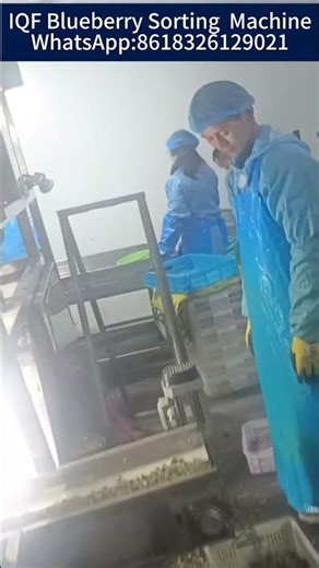 Frozen Fruit Color Sorter#frozenfruit #blueberry #raspberry #sortingmachine WA:8618326129021