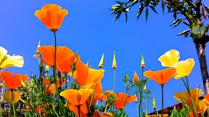 Gardening topic books