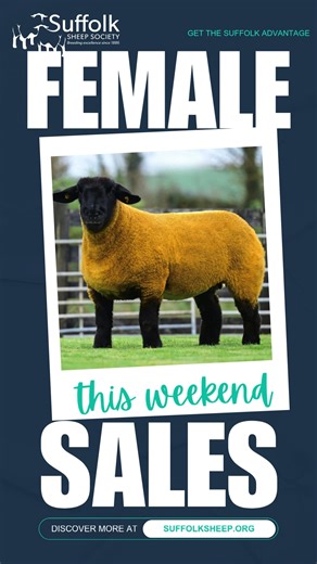 ⭐ Suffolk Female Sales Are Here! ⭐ Three sales this weekend – and more right through November! Don’t miss the chance to add top Suffolk genetics to your flock 💥🐑 https://www.suffolksheep.org/suffolk-sheep-society-events/#upcomingsales #SuffolkSheep #SuffolkAdvantage | Suffolk Sheep Society Ltd