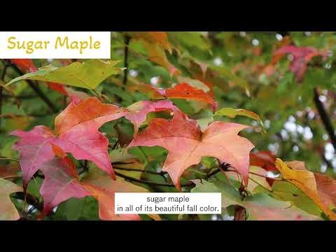 Sugar Maple vs. Red Maple: What's that leaf?