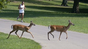 Deer vs. cars: What you need to know this fall