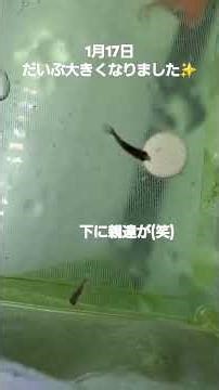 今の金魚を飼ってから、初めて卵が孵化しました✮*｡ﾟ