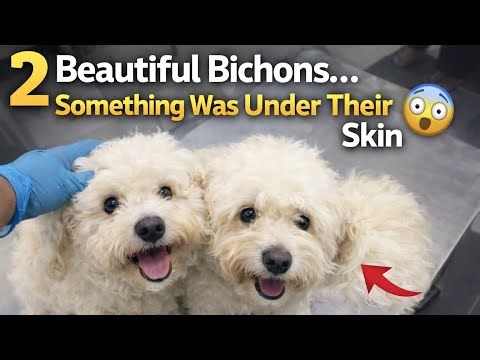 Two Beautiful Bichons Came to My Clinic… Then We Found Mangoworms