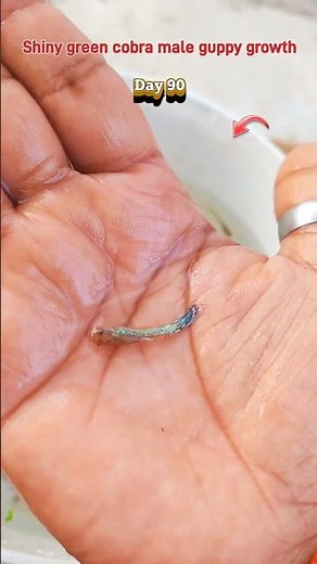 Shiny green cobra male guppy growth time stages #fishshorts #guppyfish #shortsfeed #fish