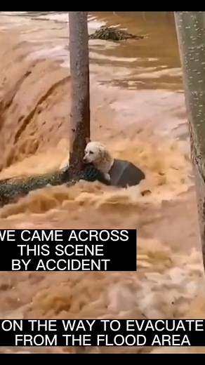 #helpdogs #savinganimals #rescuedog #dogrescues | Saving Shelter Dogs from Euthanasia