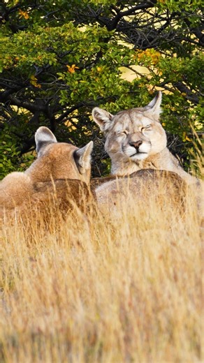 21 reactions | The puma is one of Patagonia’s most iconic animals....