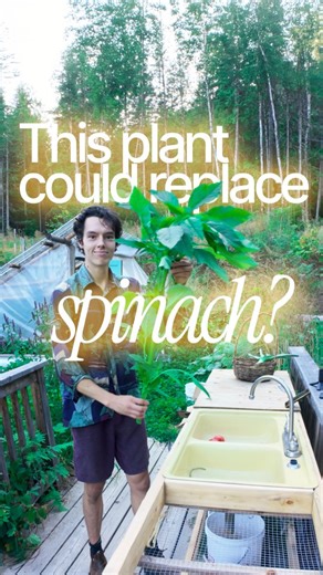 Seb 💚 on Instagram: "👇 Why don’t we grow this?? If you’re from the Caribbean or India, you’re shaking your head because callaloo is a super common vegetable in many parts of the world. But as usual, we haven’t caught on yet 😂 I love spinach and I will always keep growing it, but when I learned about callaloo I was SOLD. 1. It’s super nutritious. 2. It doesn’t bolt in heat like spinach does 3. It’s more pest resistant than spinach! 4. It’s overall just way easier to grow and produces way more.