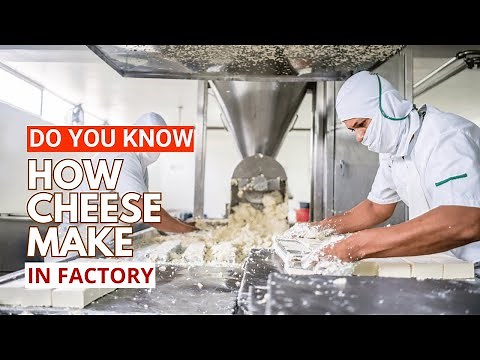 How cheese is Made in Factory | A Heaven for Cheese Lovers