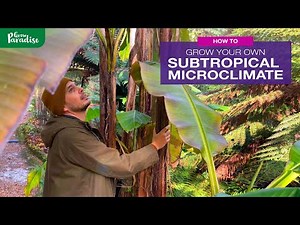 How to grow your own SUBTROPICAL MICROCLIMATE | 250 year old example!