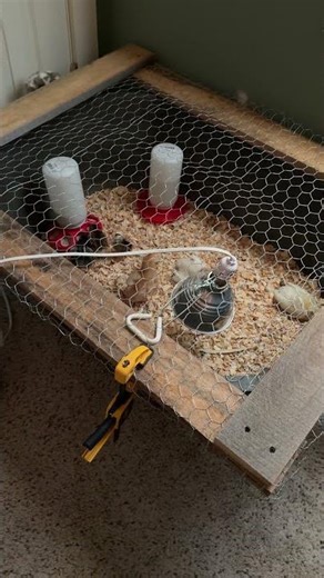 Checking on the new flock 🐓🦃🐣