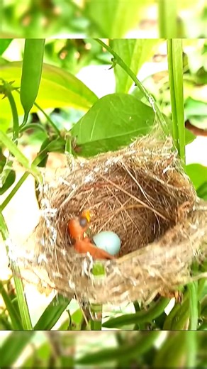 Baby Bird Drama Vomiting Out Stuck Mantis #fypシ゚viralシ #FantasticBeastsIn #fyp #YellowBittern #birdofprey #babybird #reelsfypシ #fbreels #nature #birdlife | Bird Life2