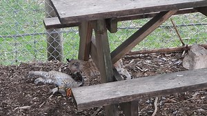 201K views · 10K reactions | Bobcat kittens Willow and Brook are now out in the bobcat exhibit. The energized balls of fur love all their new room to play. It didn't take more than three seconds for Willow to start having fun with one of the many toys scattered throughout. | Shalom Wildlife Sanctuary | Facebook