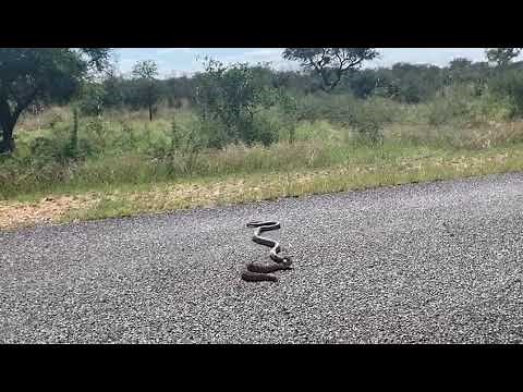 Black mamba vs puff adder.