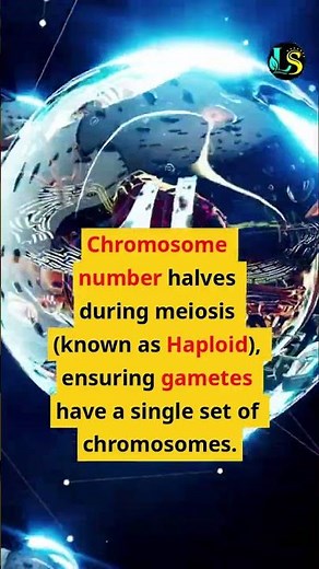 Meiosis #GCSE #Biology #Meiosis #Gametes #Fertilisation #Genetics #Chromosomes #Variation #learn