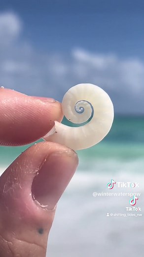 Rams Horn Squid Shell 🌀 the cutest little shell I ever did see. I spent hours wondering what the heck kind of creature this little shell was from, a tube worm, a snail, some type of tiny nautilus?! I thought I was crazy for thinking it could be any type of cephalopod (related to an octopus) but it turns out IT IS A CEPHALOPOD!!! This shell is the internal skeleton of a deep sea squid - Spirula spirula (cutest name for the cutest shell). It’s not even visible when the animal is alive.. because i