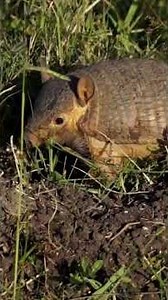 Did you know that there are animals in Argentina that are rarely seen? 👀🦔